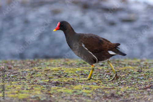 Teichhuhn mit rot-gelbem Schnabel, schwarzem Gefieder und grün-gelben Beinen auf Nahrungssuche photo