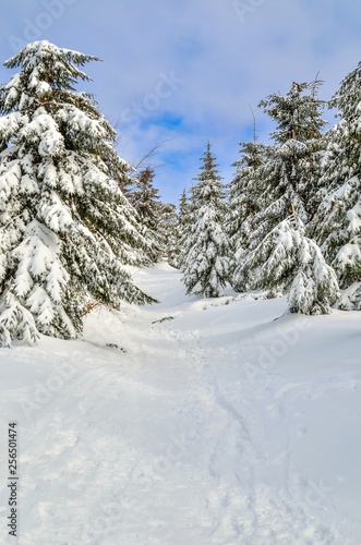 Beautiful snow-white mountain landscape. Snow-covered green Christmas trees on a mountain trail.