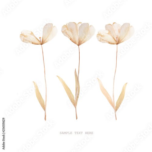 Pressed and dried tulips flower on a white background. For use in scrapbooking