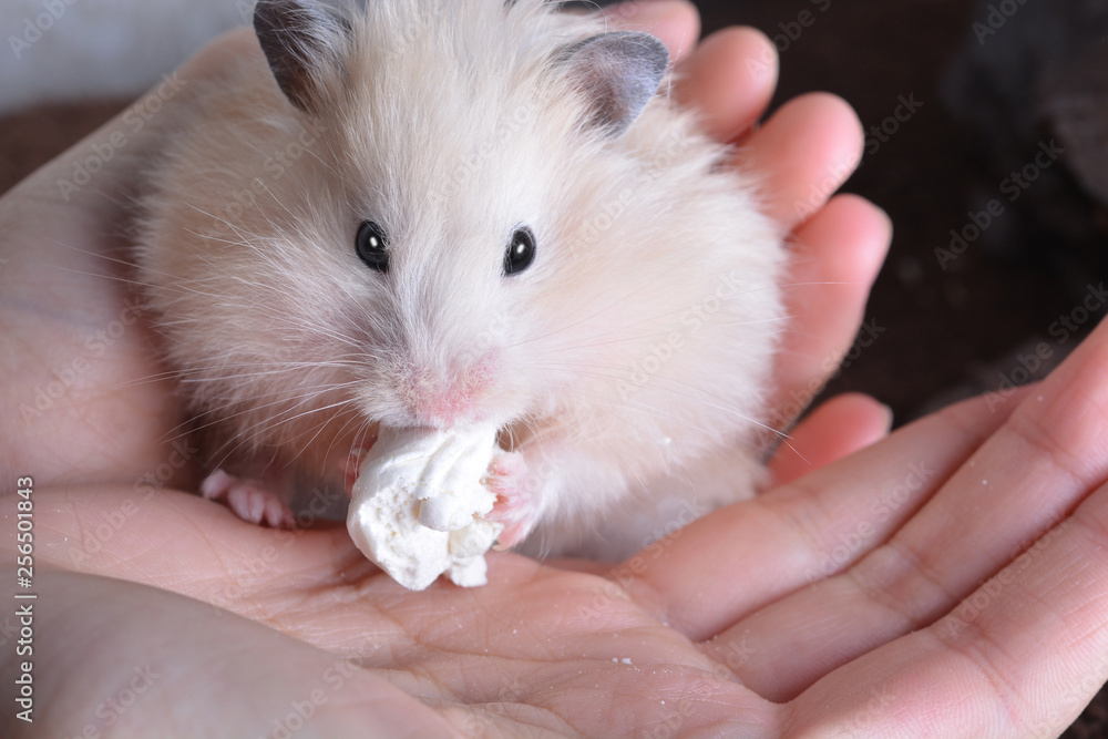hamster sits on his hands and eats marshmallows hamster sits on his hands and eats marshmallows