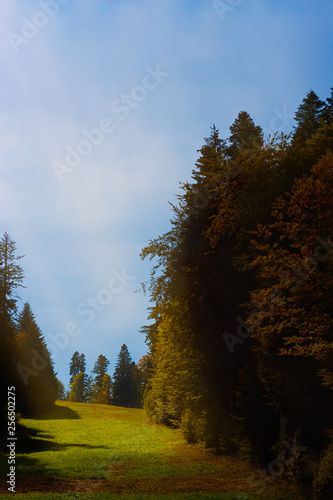 Obraz na plátně Enigmatic sunbeam over a green meadow and fir trees in autumn