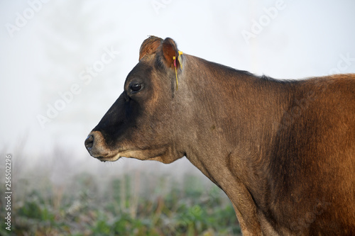 profile of cow in fog