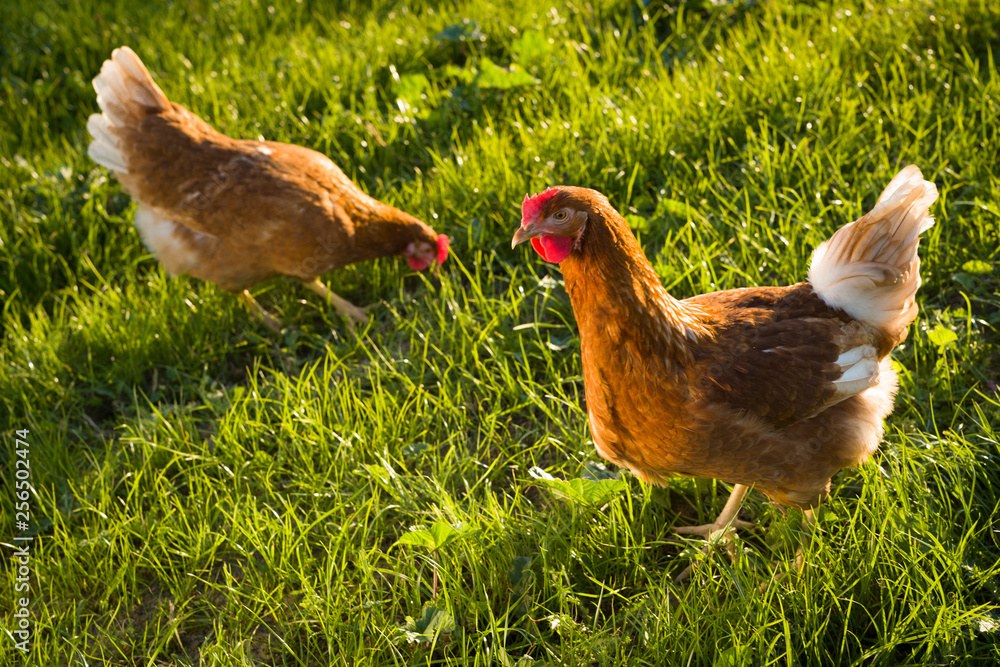 Fototapeta premium Freilaufende Hühner im Gras