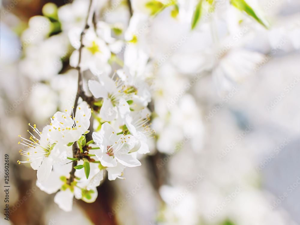 Close-up of white fragile flowers on a cherry tree branch with copy space. Blooming cherry or plum in early spring.