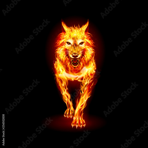 Aggressive Fire Woolf. Concept Image of a Red Wolf and Flame on a Black