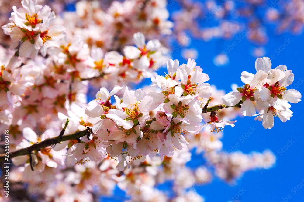 Cherry Blossom trees, Nature and Spring time background.
