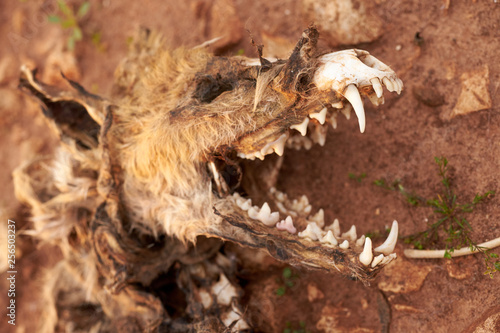 Carcass of a dead fox