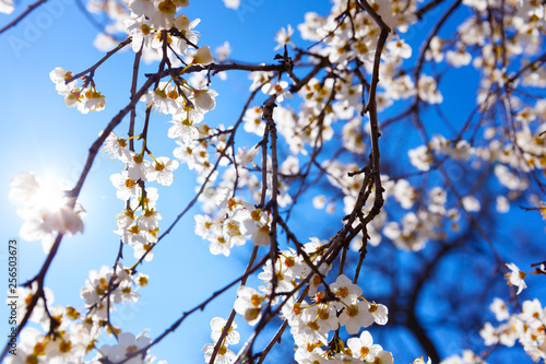 Cherry Blossom trees, Nature and Spring time background.