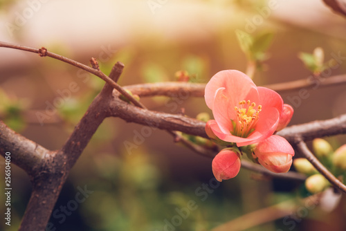 Wild rose bush blossom in spring