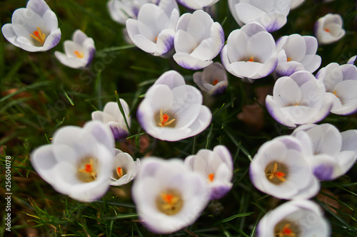 Crocusses in spring in munich bavaria photo