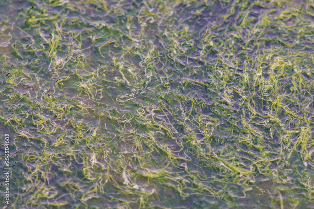 Abstract textured image of green seaweed. Natural background.