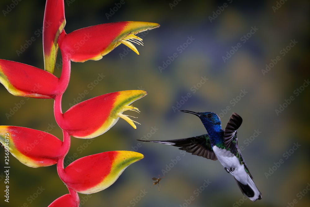 Colibri