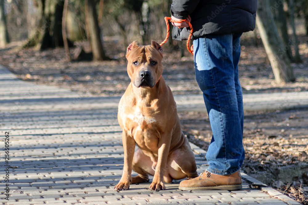 Dog training. American Staffordshire terrier. Beautiful dogs Dog training. American Staffordshire terrier. Beautiful dogs