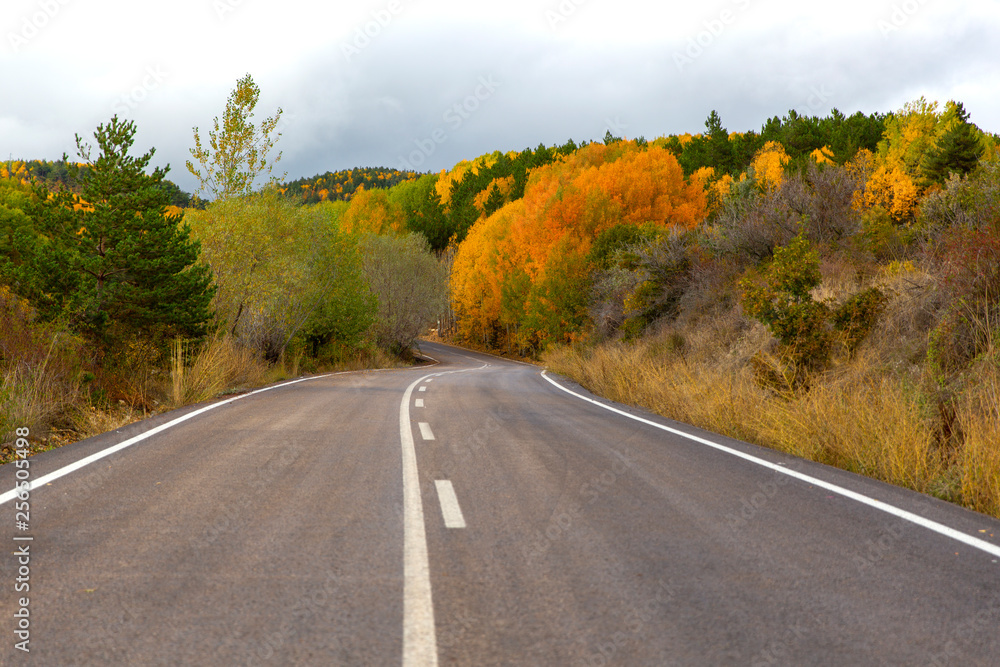 Scenic Road Passing Through the Forest Scenic Road Passing Through the Forest