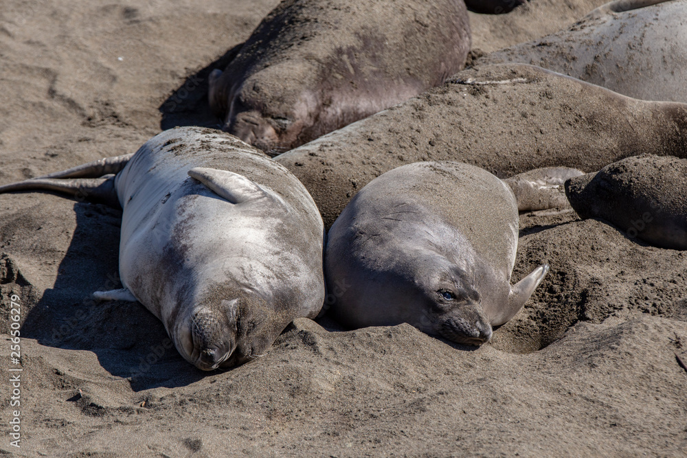 sea lions enjoy the beach in San Simeon