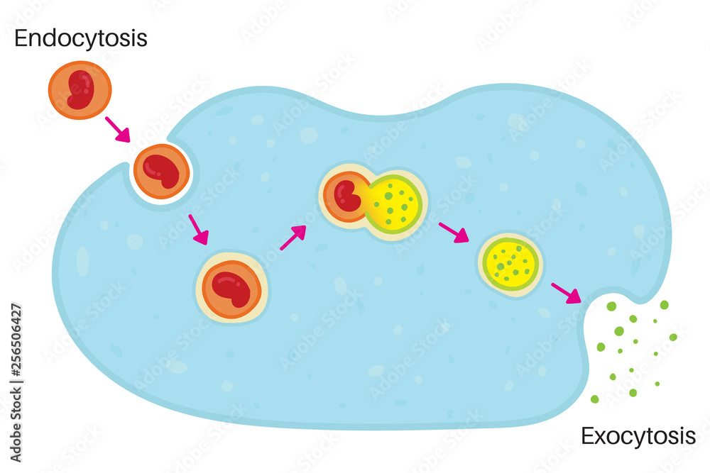 Endocytosis and Exocytosis