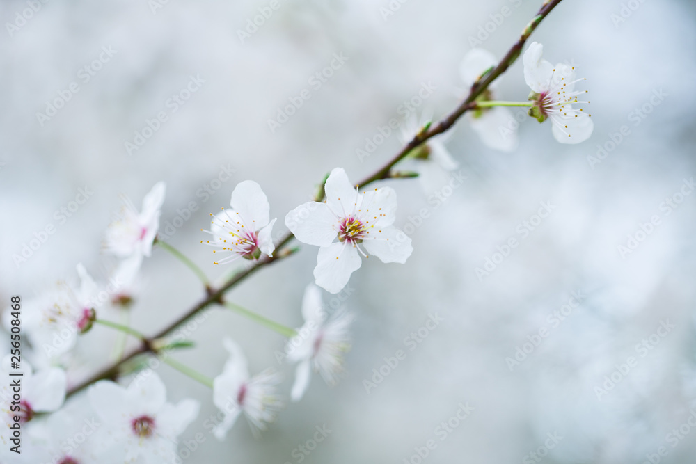 Nahaufnahme weiß-pinker Schlehenblüten im Frühling