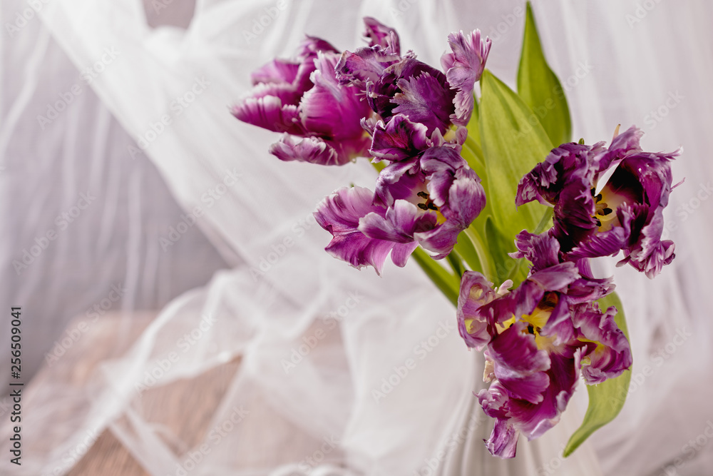Obraz premium A bouquet of beautiful purple tulips on a background of white transparent curtain, for cards, holidays, celebrations, spring mood, close-up