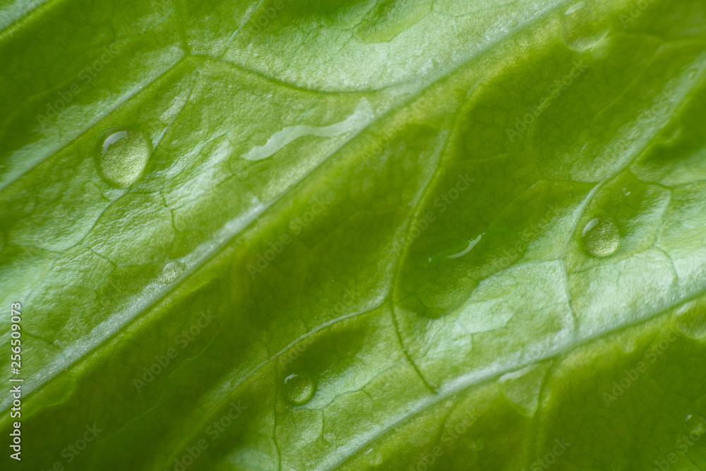 texture of lettuce leaves with water drops close-up. macro photography green background texture of lettuce leaves with water drops close-up. macro photography green background