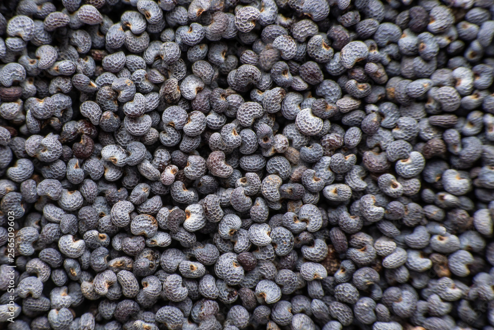 background of dried poppy seeds close-up background of dried poppy seeds close-up