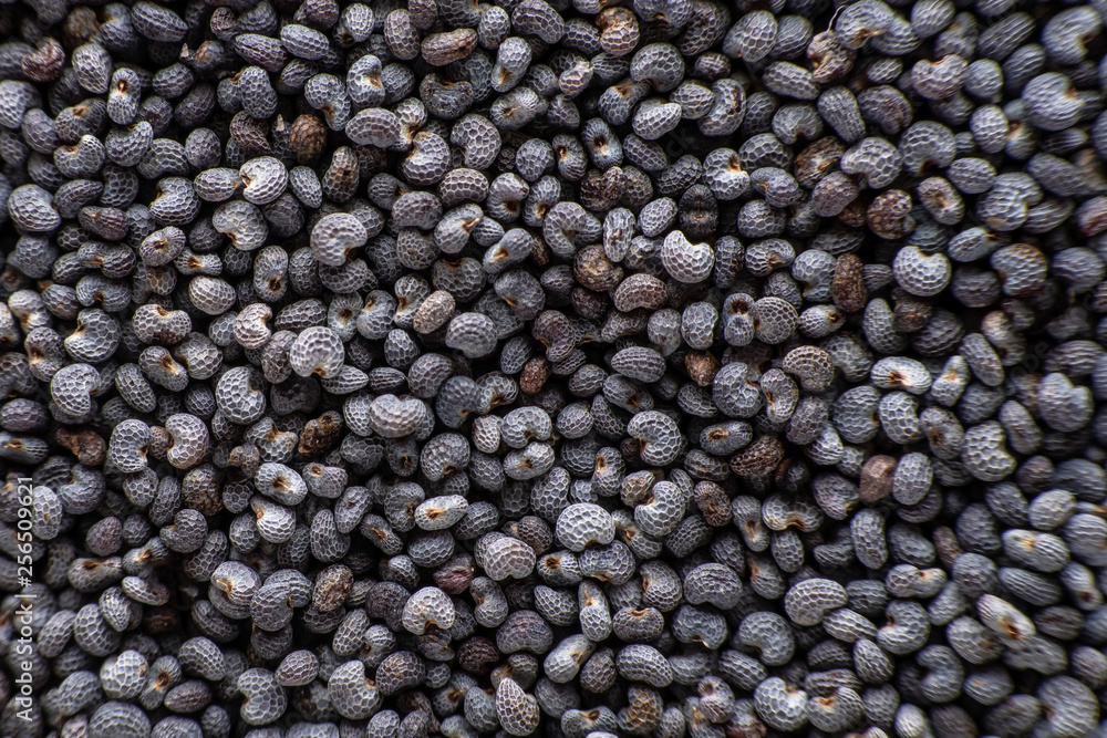 background of dried poppy seeds close-up background of dried poppy seeds close-up