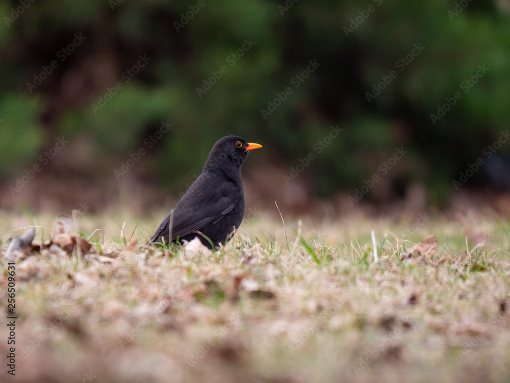 Thrush on ground. Thrush looking for food. Thrush closeup. Thrush on ground. Thrush looking for food. Thrush closeup.