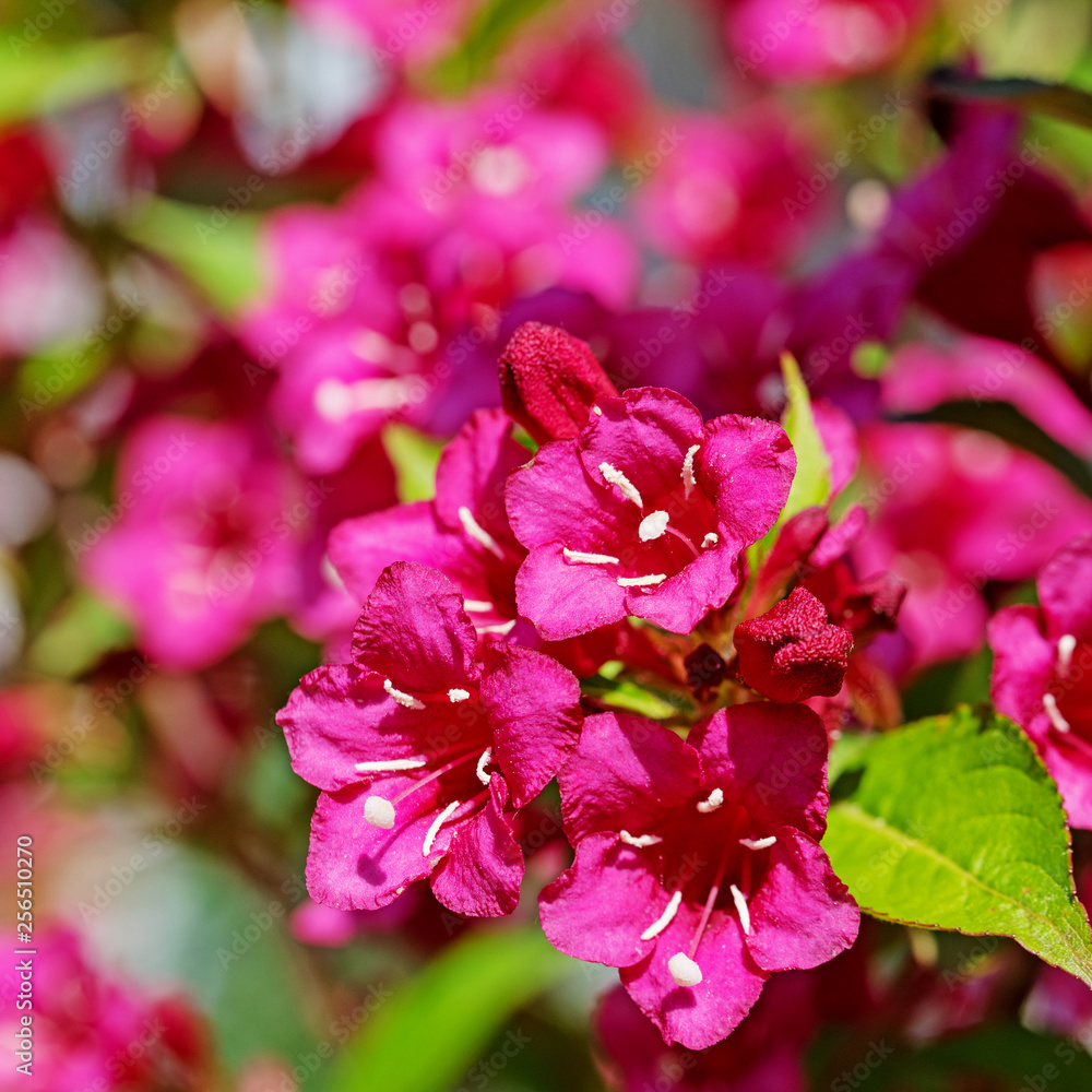 Obraz premium Blühende Weigelie, Weigela