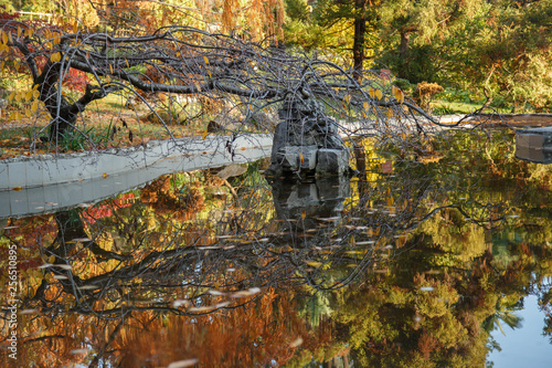 Fototapeta Naklejka Na Ścianę i Meble -  Japanese garden in the fall in the Sochi Arboretum.