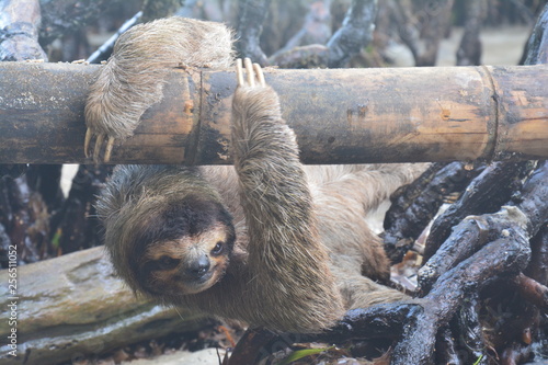 Paresseux Bocas del Toro Panama - Sloth Carenero island Panama photo