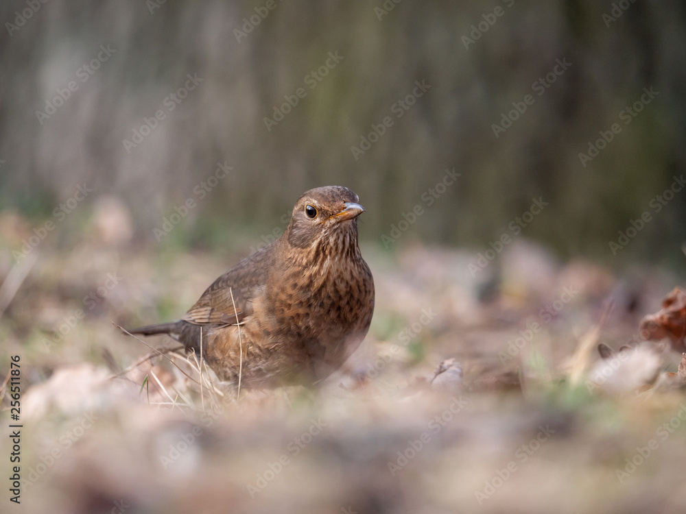 Thrush on ground. Thrush looking for food. Thrush closeup. Thrush on ground. Thrush looking for food. Thrush closeup.