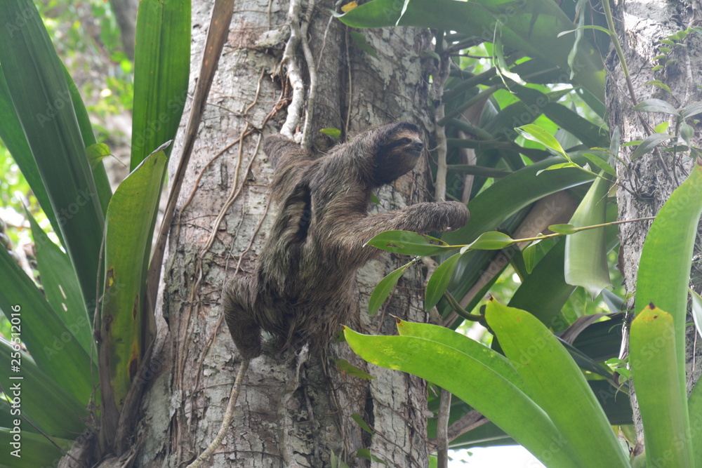 Naklejka premium Paresseux Bocas del Toro Panama - Sloth Carenero island Panama