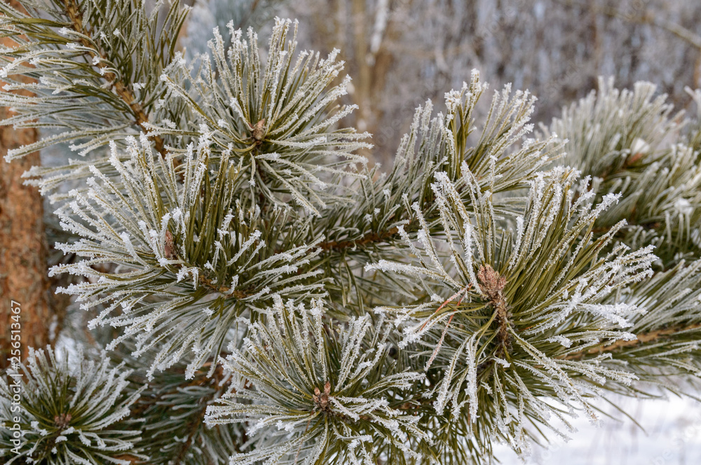 Frost on the pine branches Frost on the pine branches