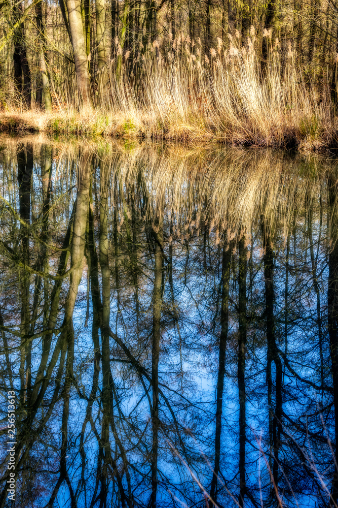 Teich im Wald beim Kloster Loccum 2 Teich im Wald beim Kloster Loccum 2