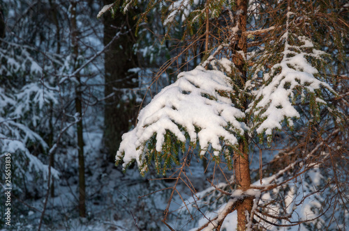 Spruce branch under parkling snow in Christmas mysterious forest