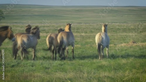 Horse Przewalski (Equus ferus przewalskii) in the steppe. photo