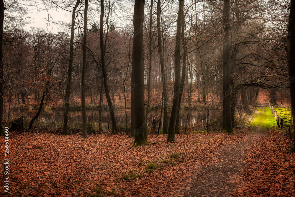 Teich im Wald beim Kloster Loccum 1