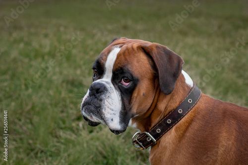 Dog breed German boxer © daniil6870145