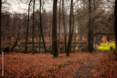 Teich im Wald beim Kloster Loccum 1