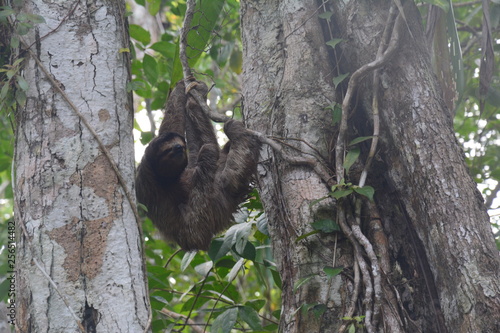 Paresseux Bocas del Toro Panama - Sloth Carenero island Panama © Marc