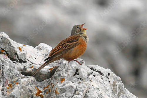 Ortolan Bunting Calling photo