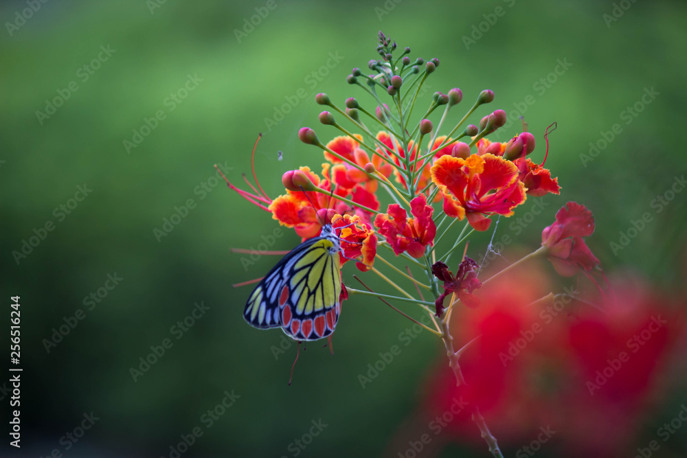 Jezebel Butterfly Sitting On the Flower Plant and Drinking Nectar Jezebel Butterfly Sitting On the Flower Plant and Drinking Nectar