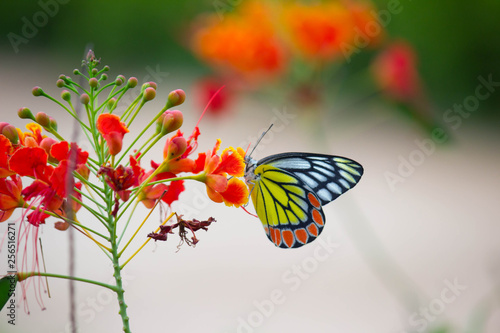 Jezebel Butterfly Sitting On the Flower Plant and Drinking Nectar