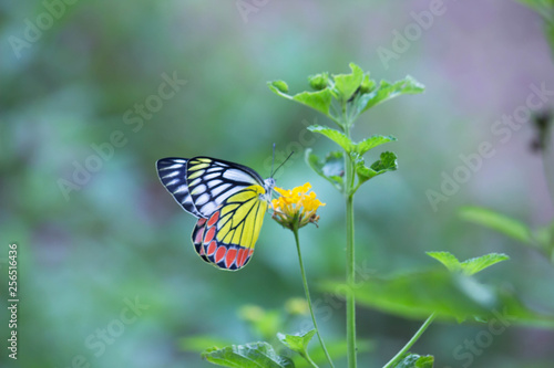 Jezebel Butterfly Sitting On the Flower Plant and Drinking Nectar photo