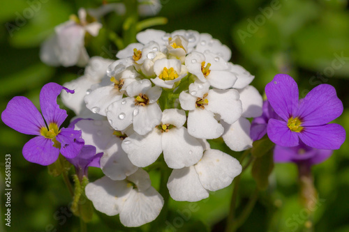 White and purple flowers against green background. photo