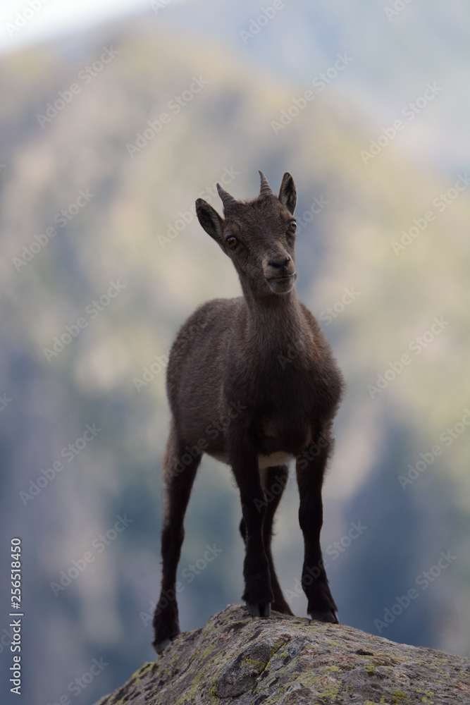 Chamois Chamois
