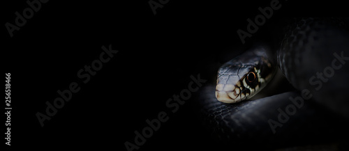 banner on black with photo of lurking snake photo