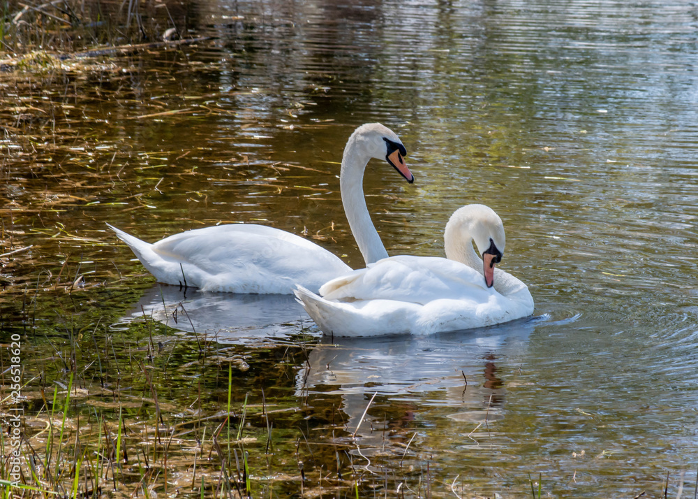 Fototapeta premium Swans A-Swimming