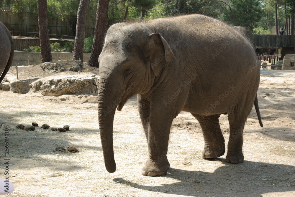 Fototapeta premium Elephant