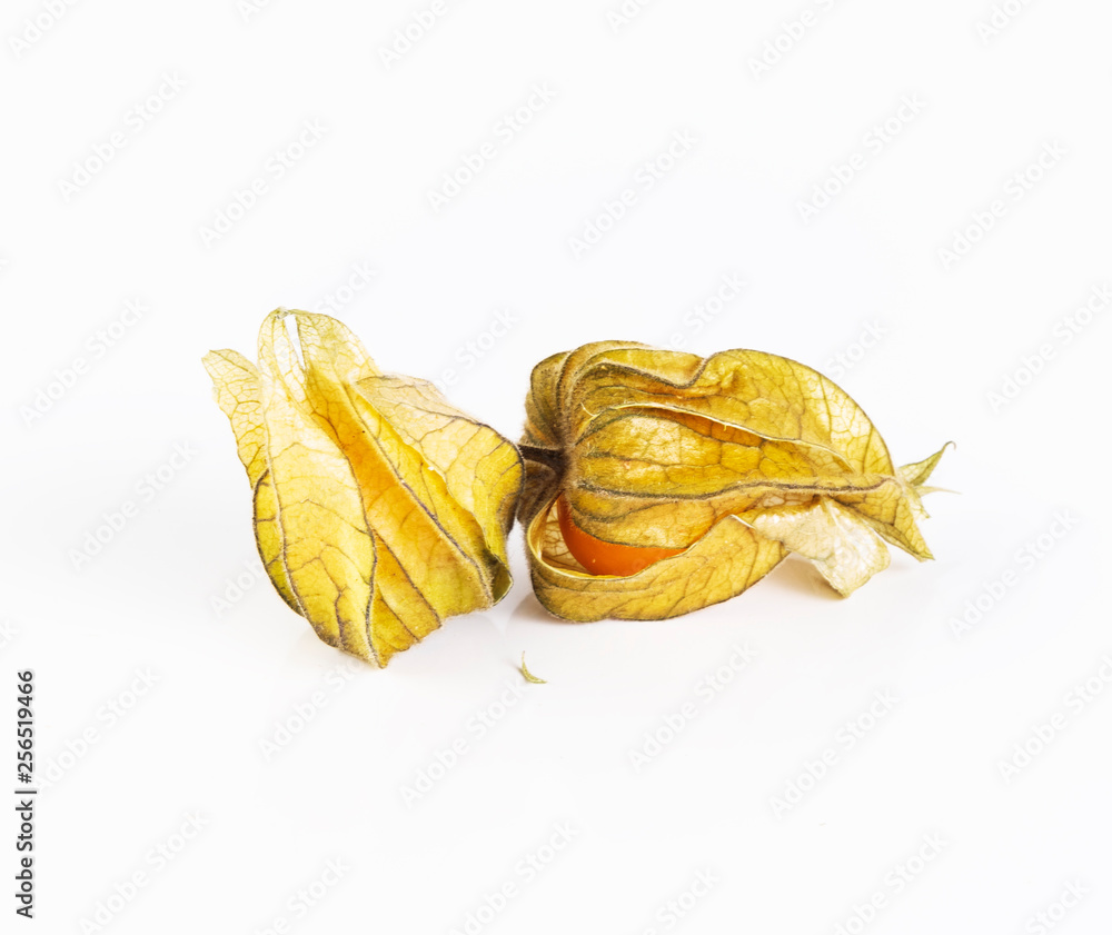 physalis isolated on white background physalis isolated on white background