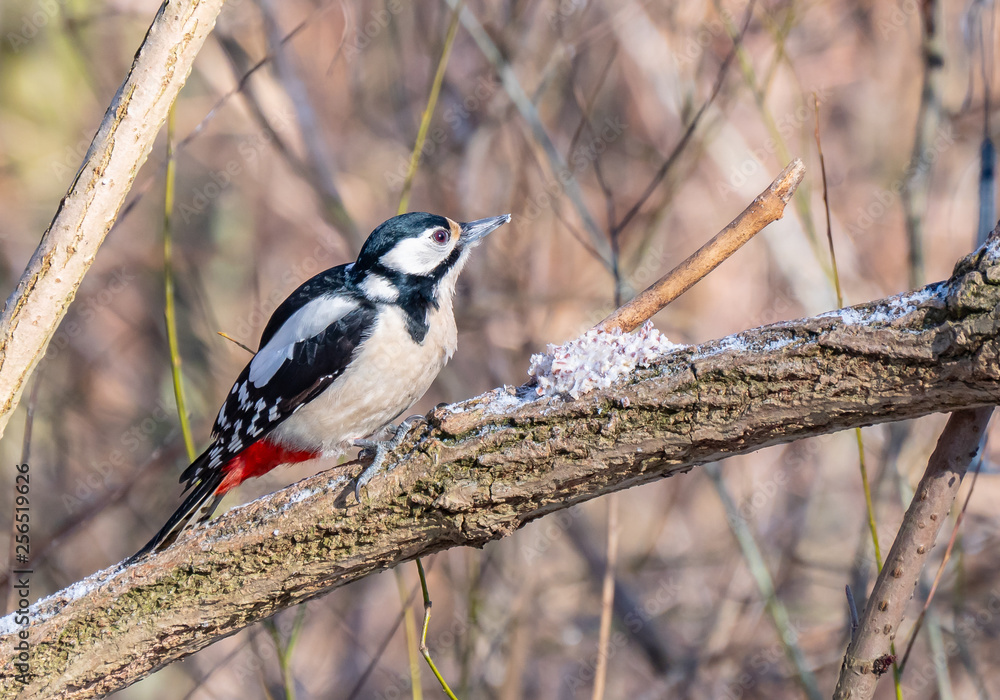 Woodpecker close up, winter season, eating fat with grains